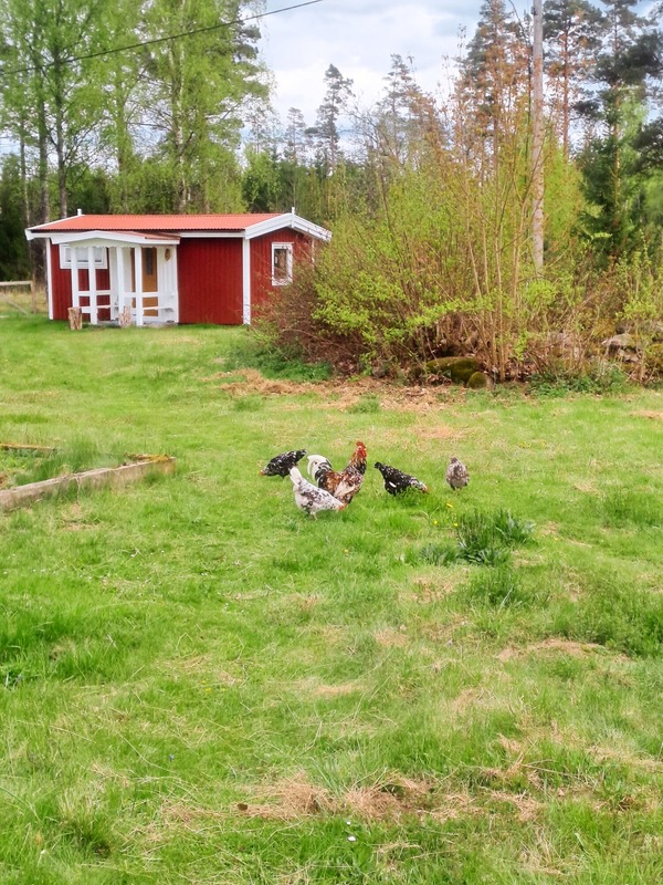 Little red cabin with chickens in the garden