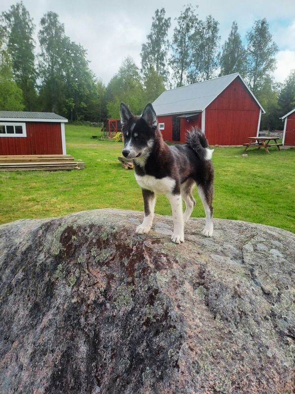 Our dog standing on a rock by the barns