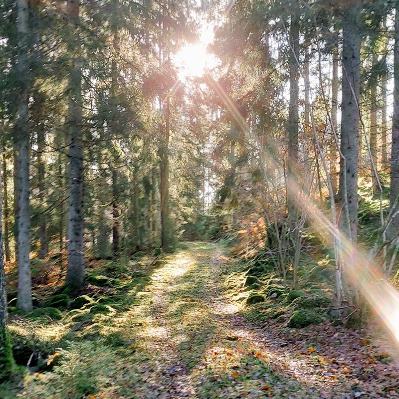 Sunlight breaking through the forest path