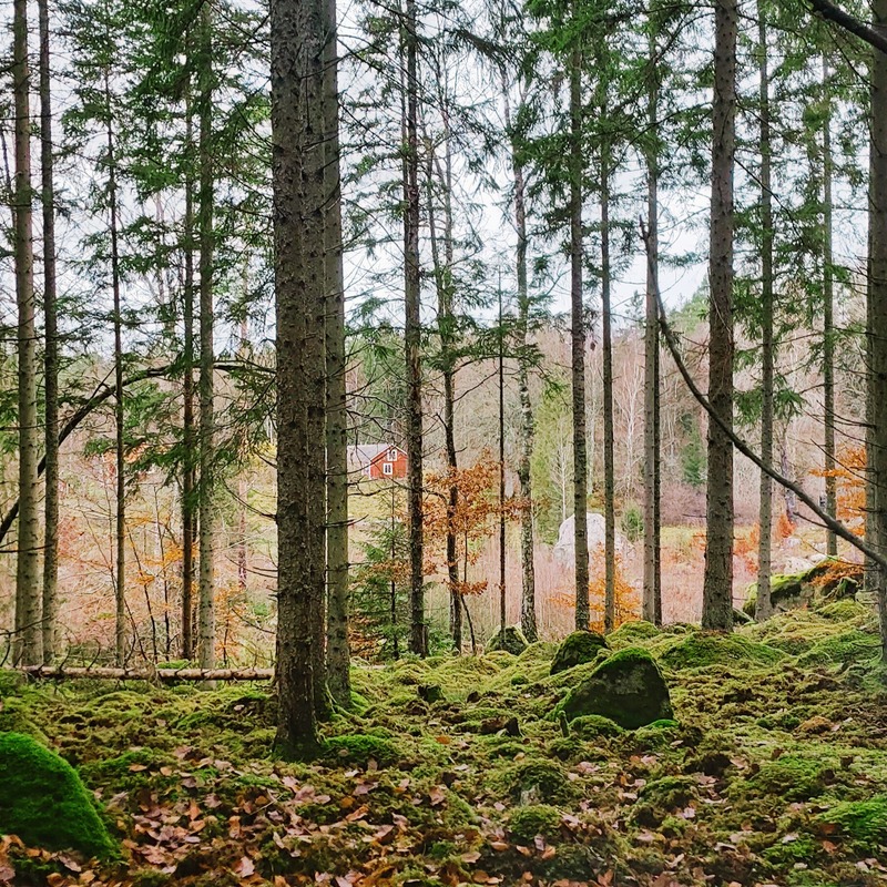 Autumn forest with a red house in the distance