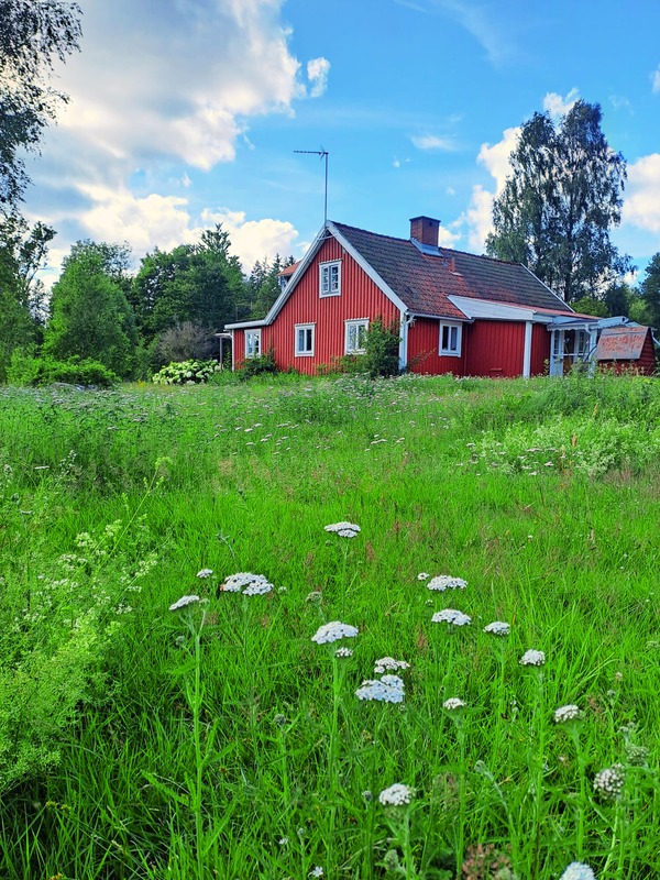 Our red Swedish house in a flower meadow